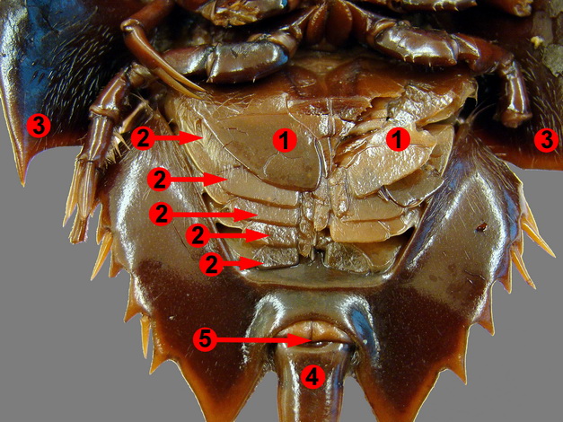 Lab 8: Arthropods – Zoo-lab | UW-La Crosse