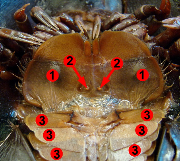Lab 8 Arthropods Zoolab UWLa Crosse