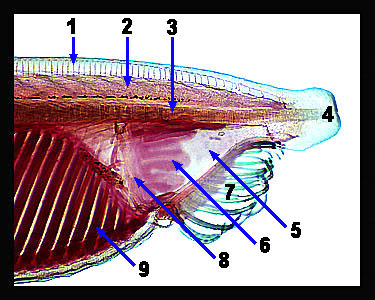Lab 9: Echinoderms and Introduction to the Chordates – Zoo-lab | UW-La