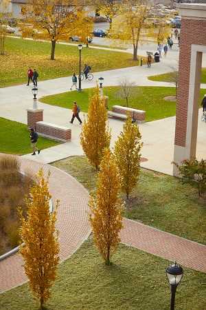 Trees on UWL campus