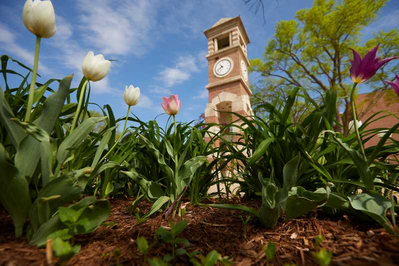 Tulips in front of Hoeschler Clock Tower