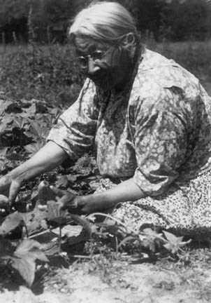 Mrs. John Stacy picking cucumbers
