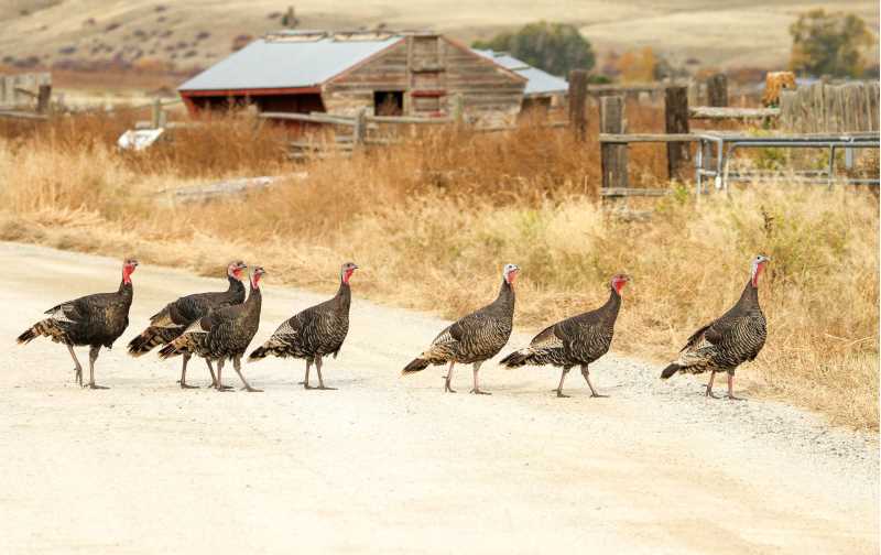 Adult turkeys. Photo: Daniel Ellison/Audubon Photography Awards