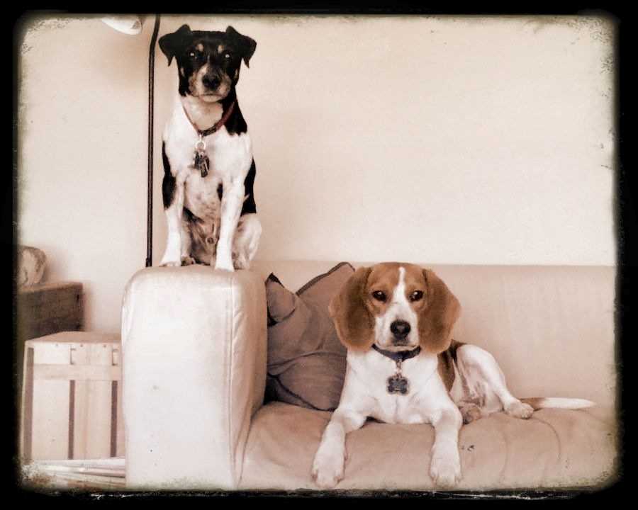Dr. Borah's dogs, Jack and Rody, sitting on the couch where she wrote her dissertation.