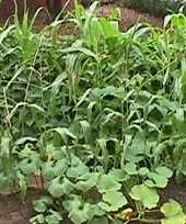 Vegetable garden