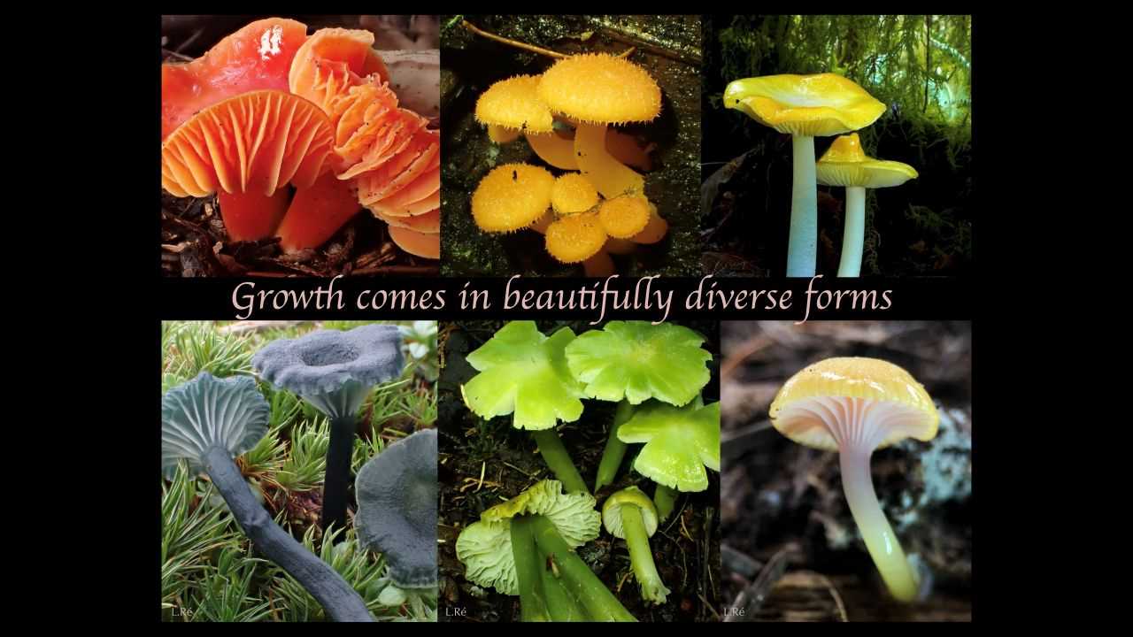 Lauren Ré, 3rd place, Biology