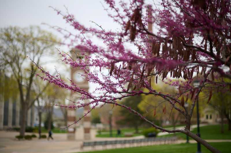 Campus trees in bloom at the UWL Clocktower