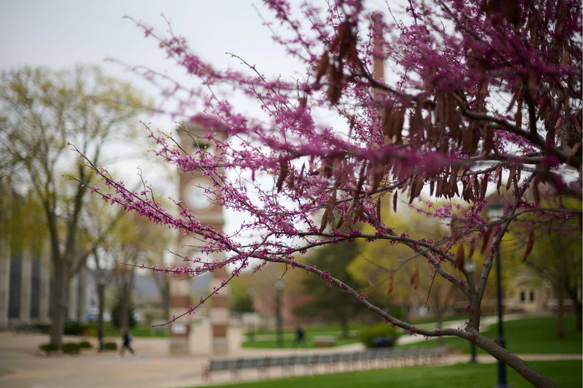 Campus trees in bloom at the UWL Clocktower