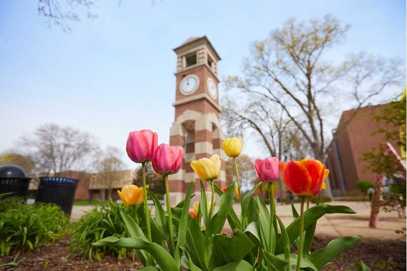Tulips and clocktower