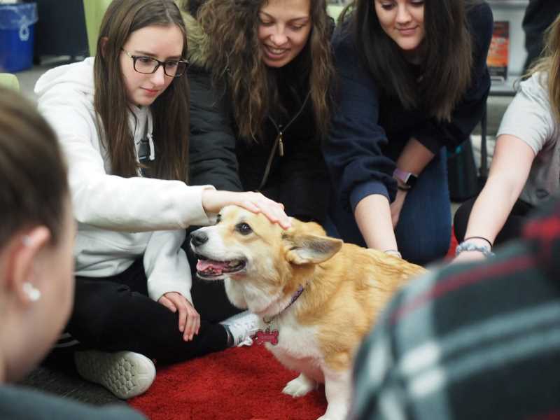 Students petting a therapy dog during finals week in Murphy Library