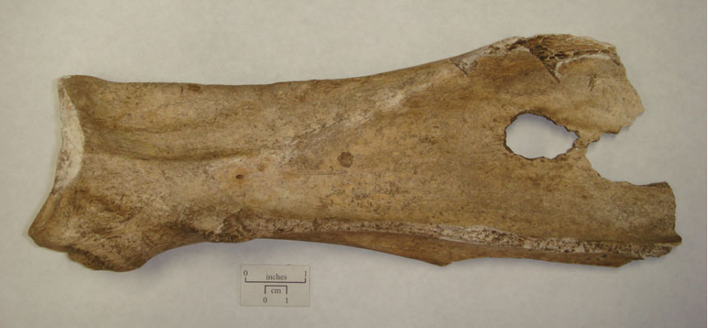 Bison scapula hoe 