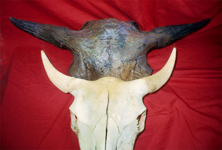 Rud bison cranium (top) compared to a modern bison (bottom) 