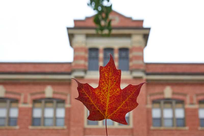 Red maple leaf with a hint of yellow and orange. Concentrations of diverse molecules in a leaf can make it appear multiple colors.