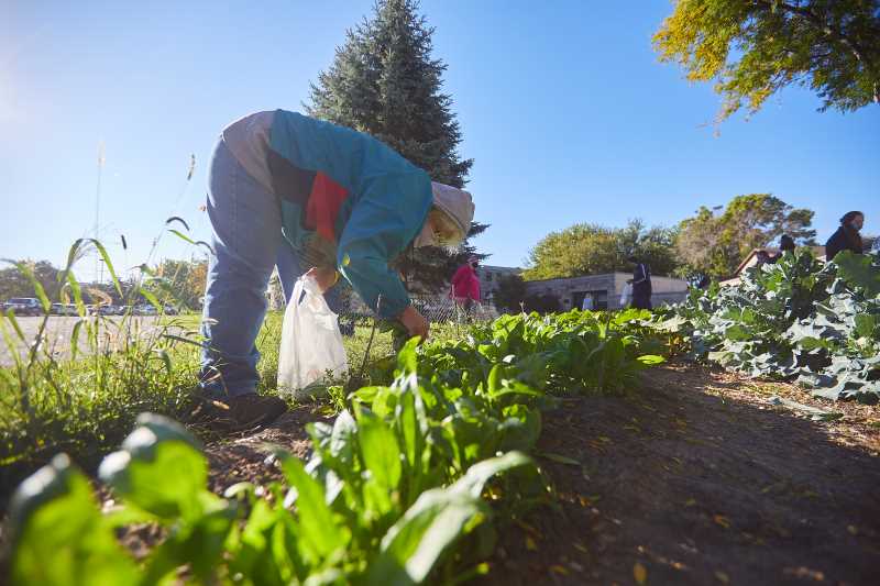 Cathy Van Maren tends to the volunteer-run victory garden at Aptiv Inc. — one of four in La Crosse. Van Maren, a longtime employee in UW-La Crosse's Upward Bound program, says the process of growing your own food allows people to save money, eat healthy and take back control of their lives.