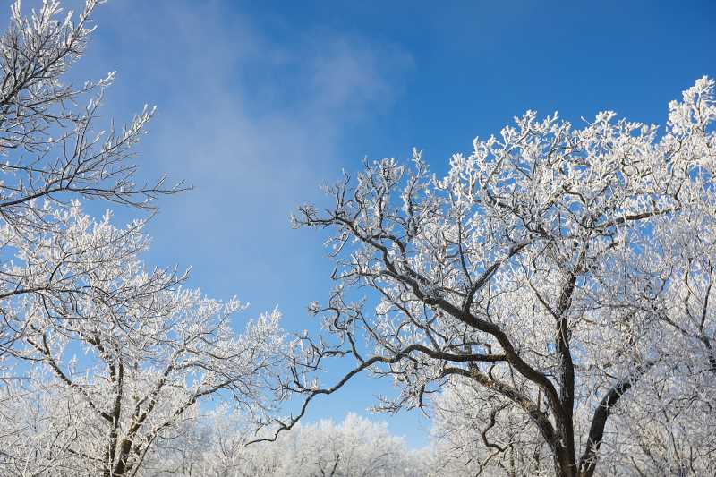 Trees are coated with rime ice in Grandad Bluff Park.