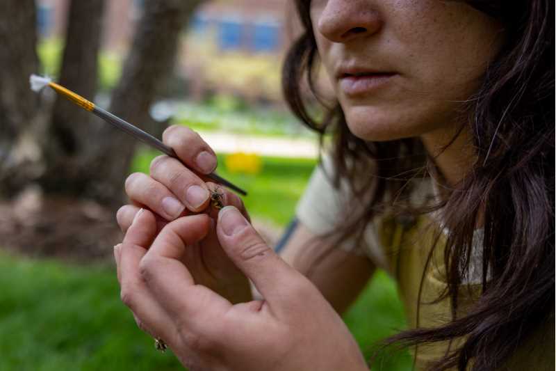  UWL student Danielle Hudson holds a ground bee in her hand as she marks it. 