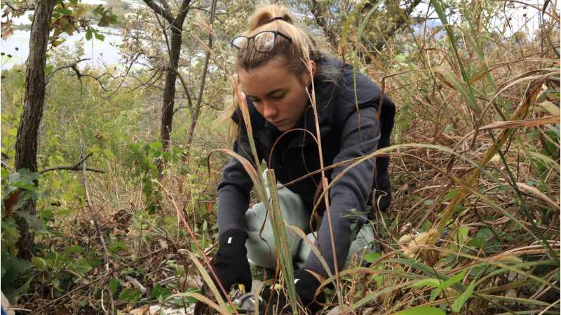 Students in Jaspreet Kaur’s Conservation Biology course got their hands dirty this fall, working with community partners to restore sections of critical prairie habitat in and around La Crosse. The partnership was part of UWL's Community Engaged Learning program.