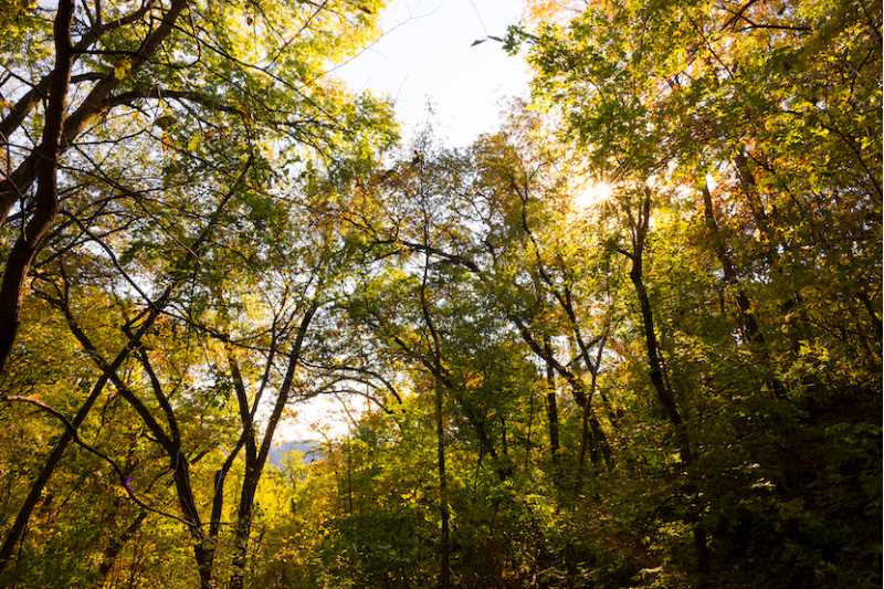 Hixon Forest trees