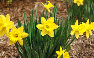 Spring flowers.