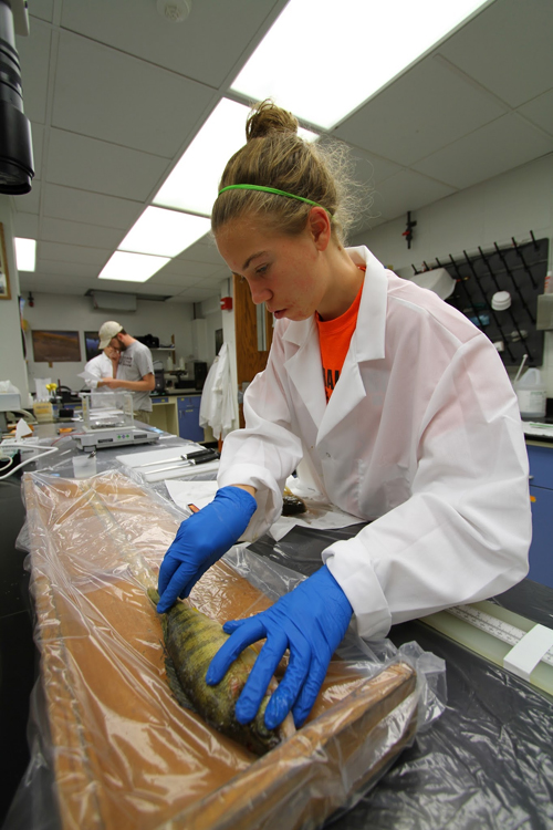 Image of students measuring and weighing fish.