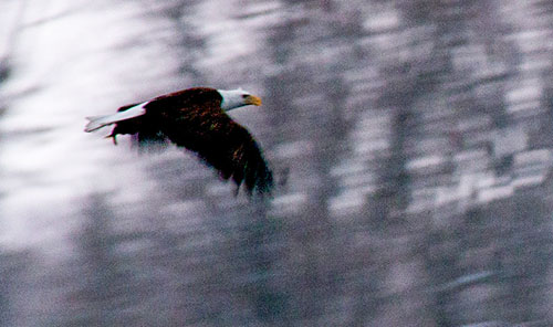 Eagle in flight March 5 at Riverside Park. 