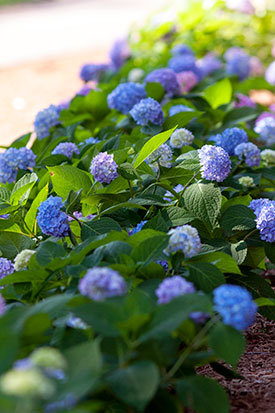 Hydrangeas.