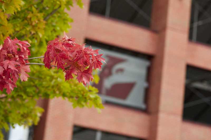 Image of red fall leaves with UWL stadium in the background.