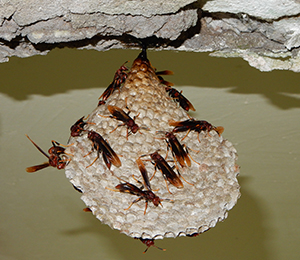 Image of wasps on a hive. 