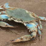 Blue crab