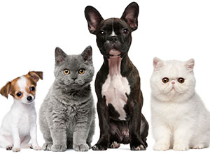 Dogs and cats.