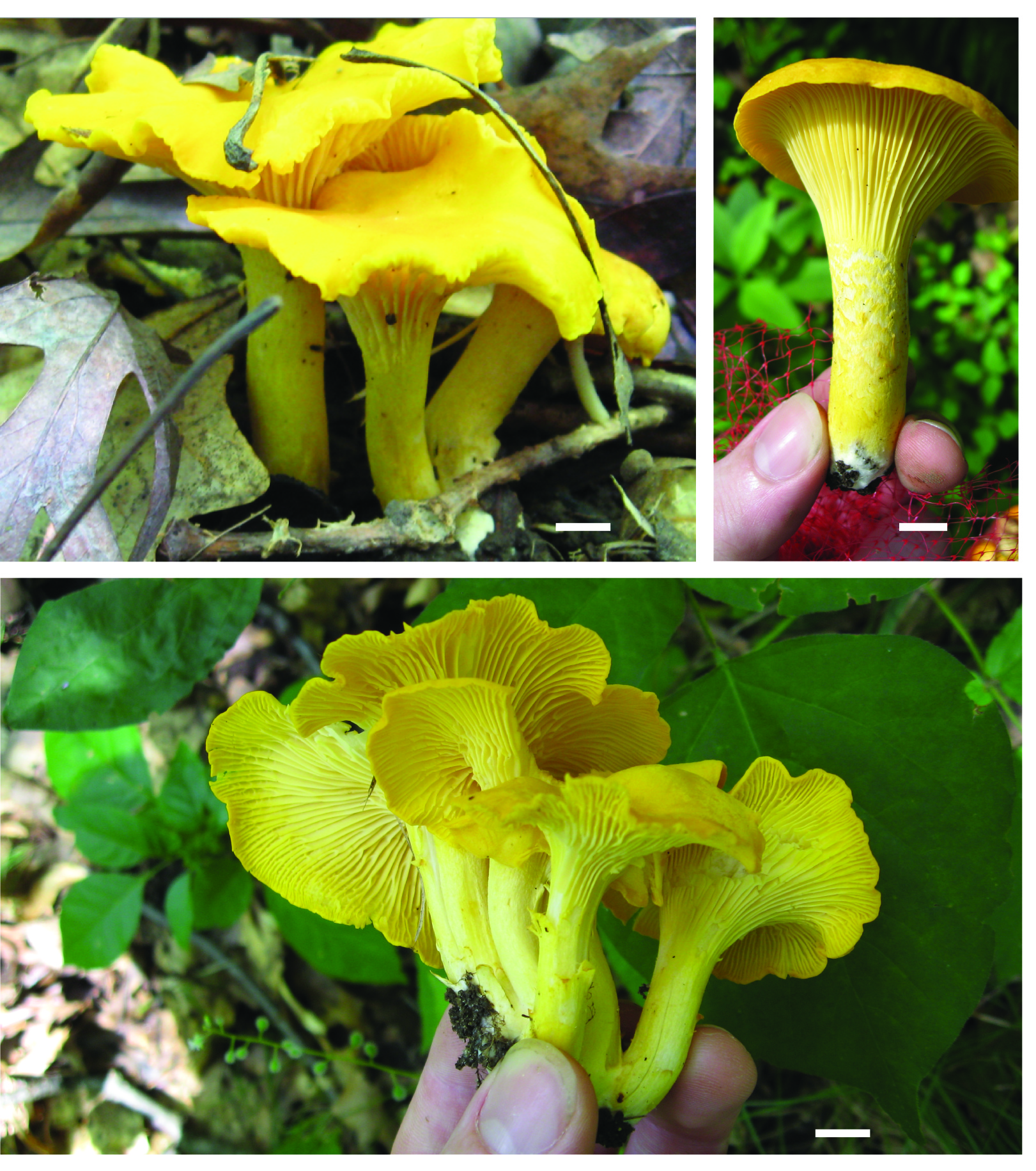 image of mushroom: Cantharellus flavus