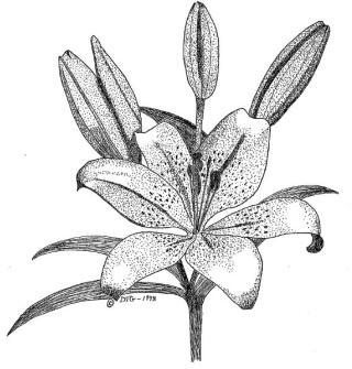 Pencil Drawing of a lily by Tim Gerber.