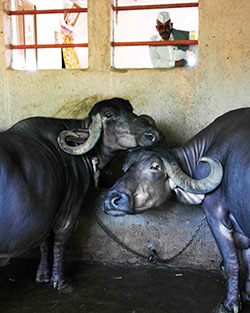 Photo with water buffalo. 