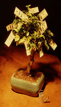 Money tree. 