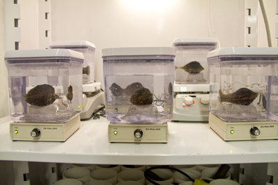 Mussels Mussels in tank