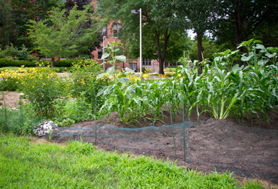 Corn, green beans, summer squash, strawberries and sunflowers are all plants traditionally grown by Native Americans in this area. 