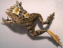 Artwork of frog.