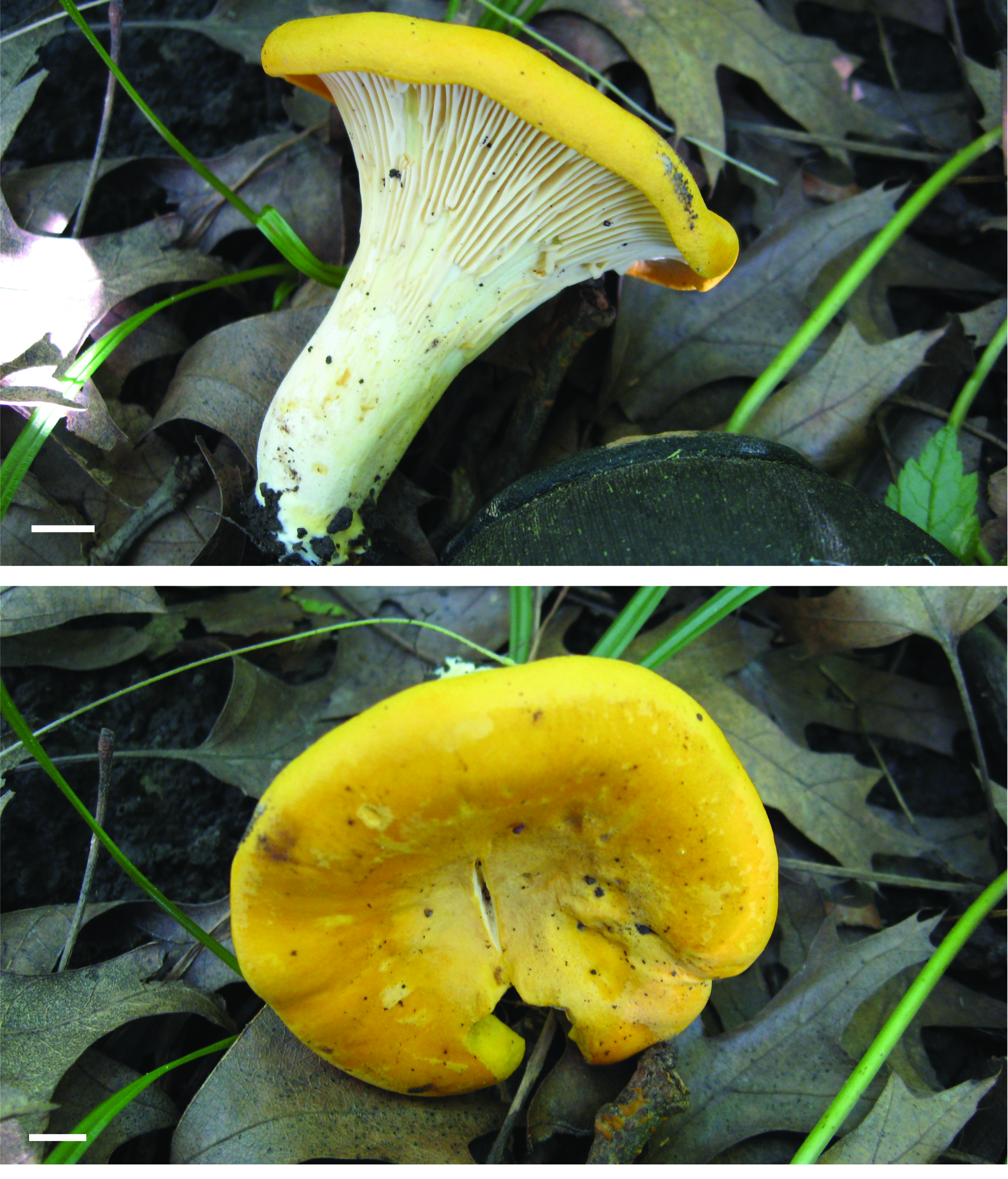 Image of mushroom: Cantharellus phasmatis.
