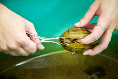 Pregnant mussel