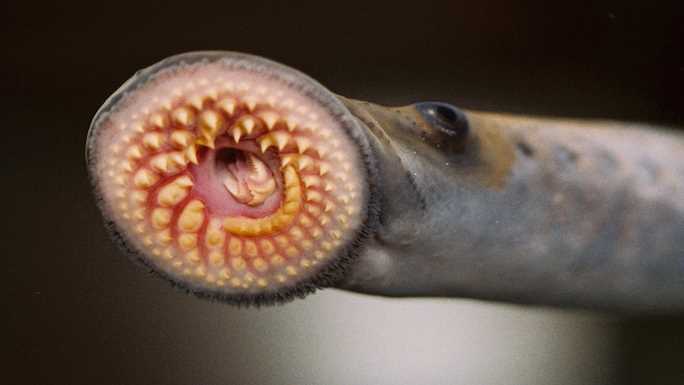 Sea lamprey. Photo courtesy of Great Lakes Fishery Commission.
Read more →
