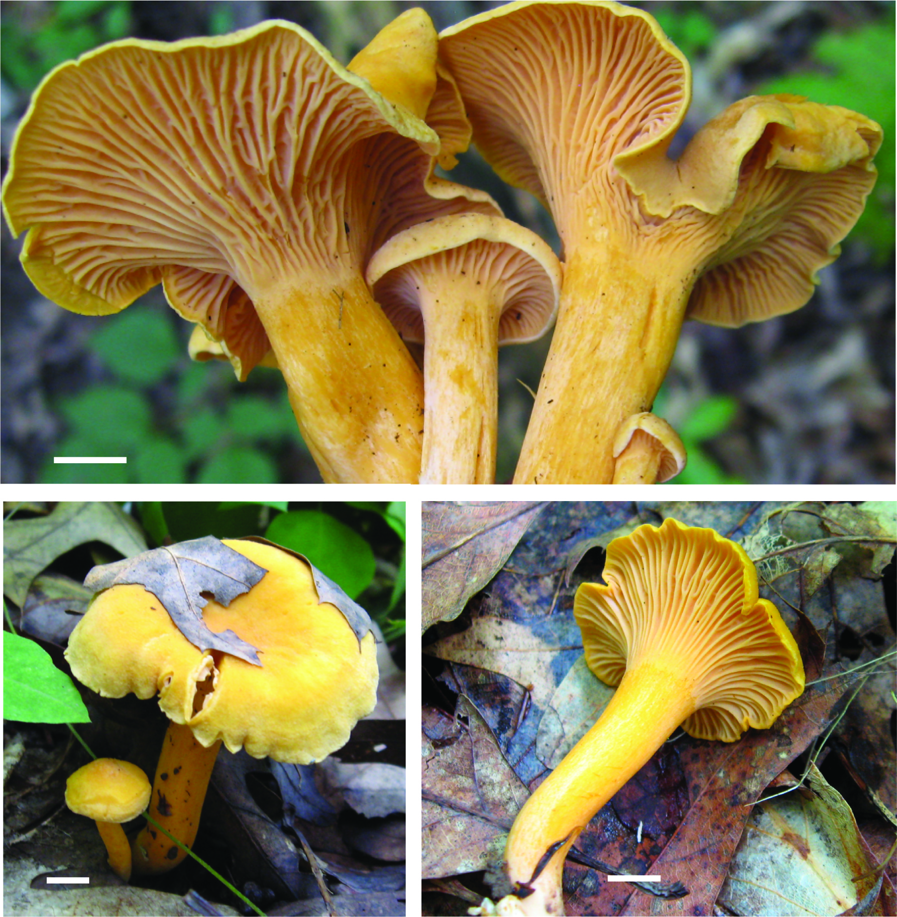Image of mushroom: Cantharellus spectaculus