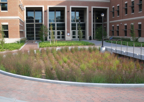 Bio-infiltration basin on the south side of Centennial Hall.