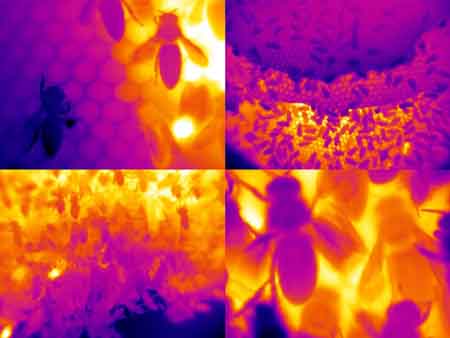 Thermal images of honey bees