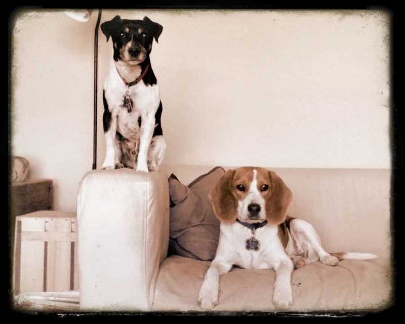 Borah's dogs, Jack and Rody, sitting on the couch where she wrote her dissertation.