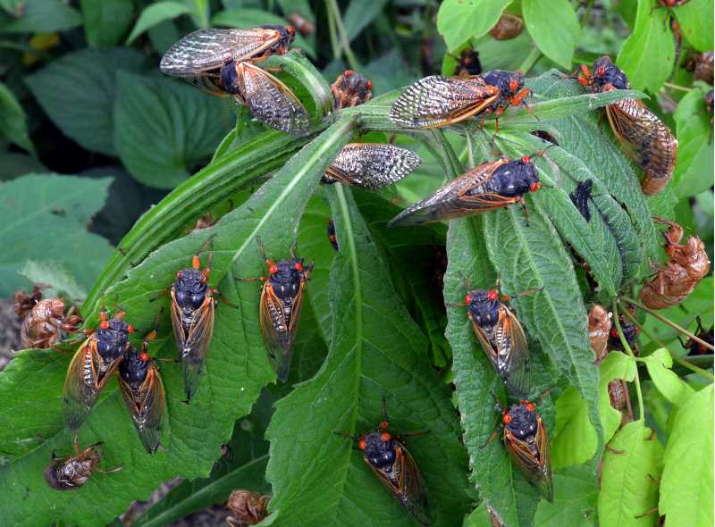 Currently, 3,335 species of cicadas have been described and named. Seven of these are periodical cicadas like the bugs pictured on these leaves.  Photo by Gene Kritsky.