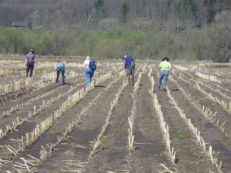 Local residents head out to survey local fields in hopes of finding unreported archaeological sites. The Mississippi Valley Archaeology Center at UW-La Crosse will hold a field survey from 8:30 a.m.-4 p.m. Saturday, May 6.