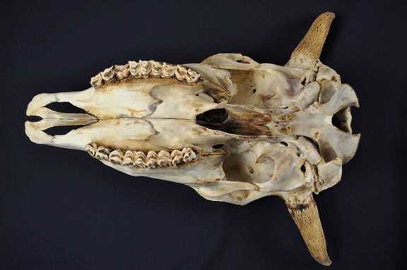Underside view of a bison skull 