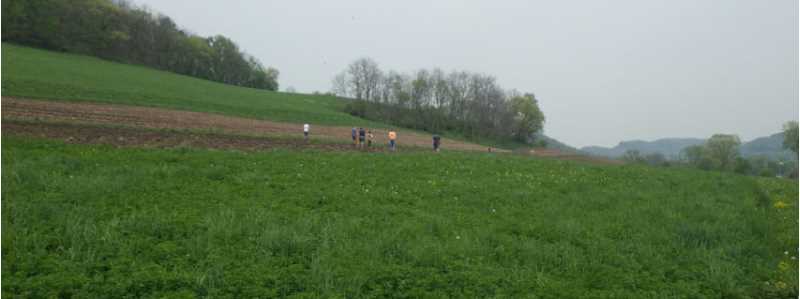 Field Survey