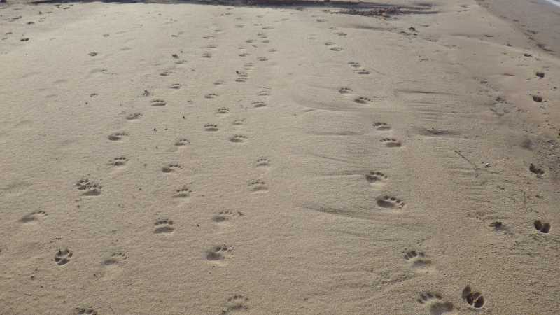 Footprints in the sand