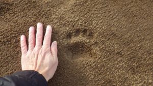 Bear tracks